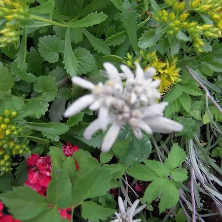 Apartmaji In Sobe Cuder Gasthof 2*