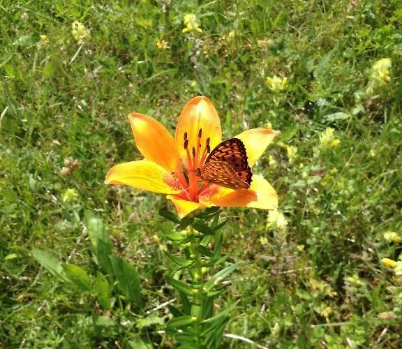 Apartmaji In Sobe Cuder Hiša za goste 2*