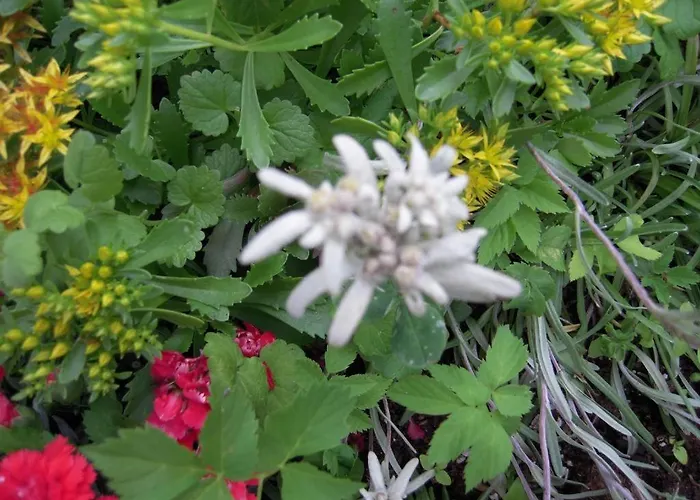 Apartmaji In Sobe Cuder Hiša za goste 2*